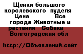 Щенки большого (королевского) пуделя › Цена ­ 25 000 - Все города Животные и растения » Собаки   . Волгоградская обл.